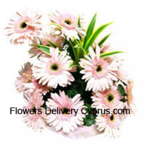 15 Roze Gerbera's Mand