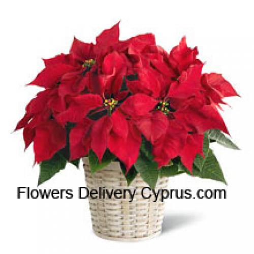 Schattige Poinsettia in Mand