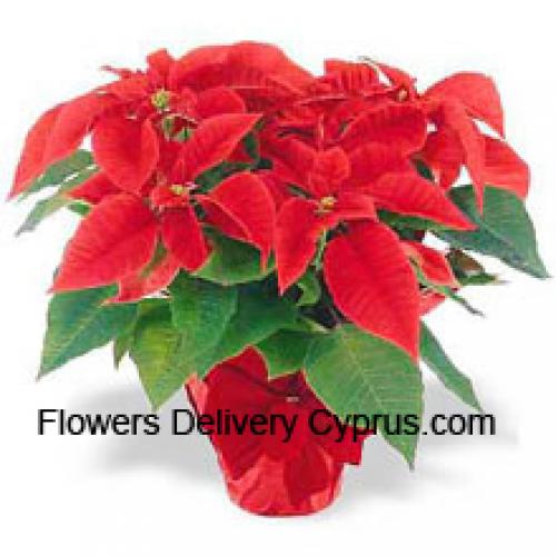 Belas Poinsettias Vermelhas