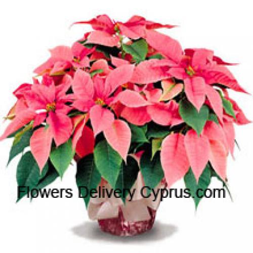 Elegantes Poinsettias com Folhas